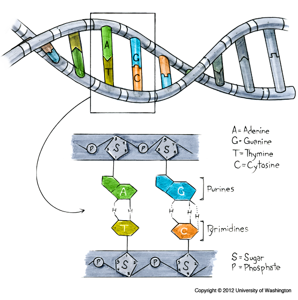 Structure of DNA