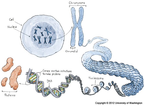 Chromosomes