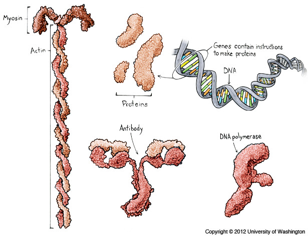Proteins
