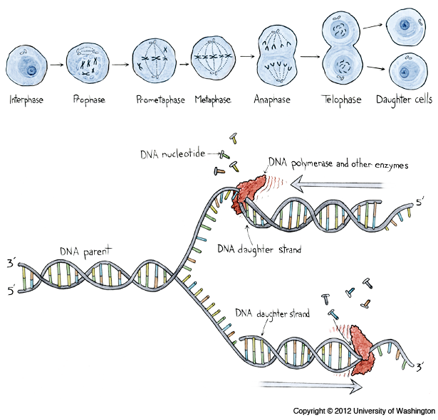 DNA Replication