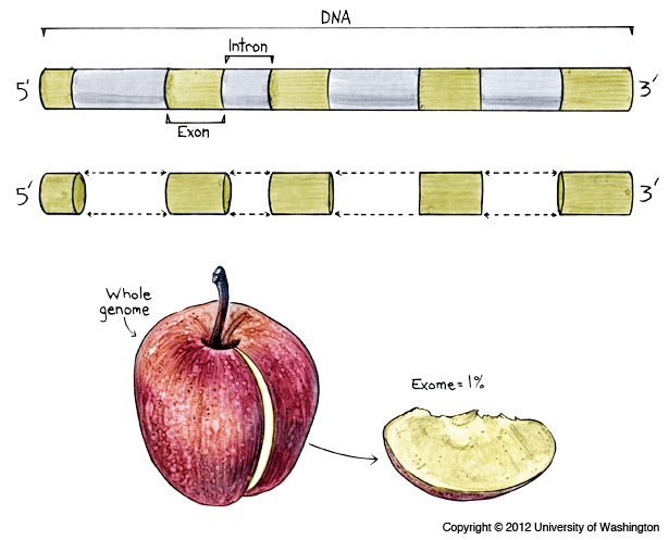 Exome Sequencing