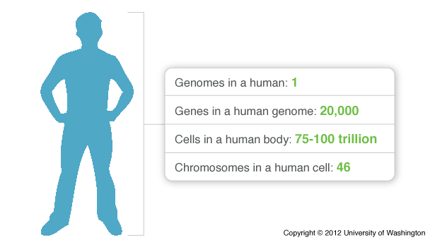 Genome Statistics