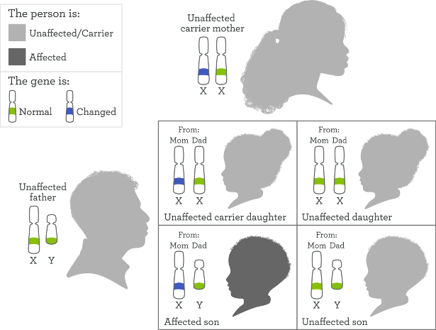 X Linked Recessive Carrier Mother